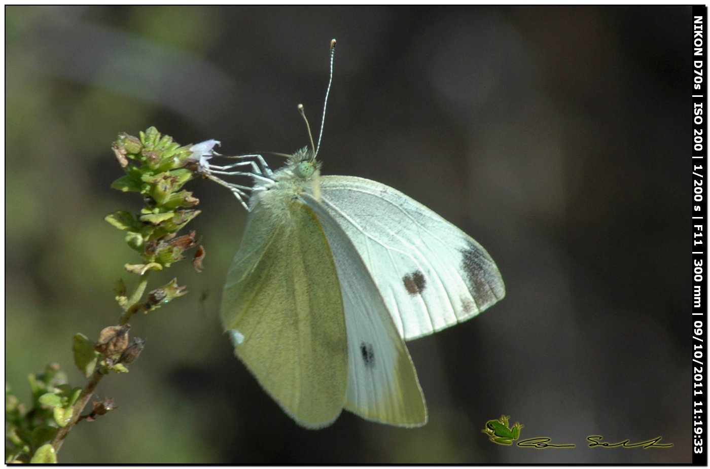 Quale Pieris?